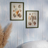 Shell Study Framed Wall Art