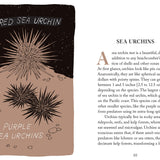 Pocket Nature: Beachcombing