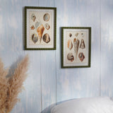 Conch Study Framed Wall Art