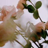N˚07 Rosewood Candle | Bruised Rose & Sandalwood