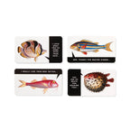 "Judgy Fish" Game
